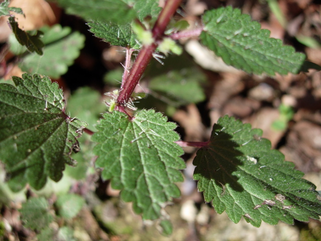 Urtica chamaedryoides